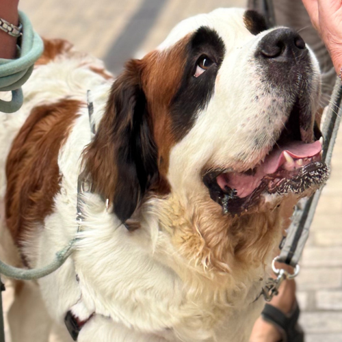 Sydney et sa propriétaire