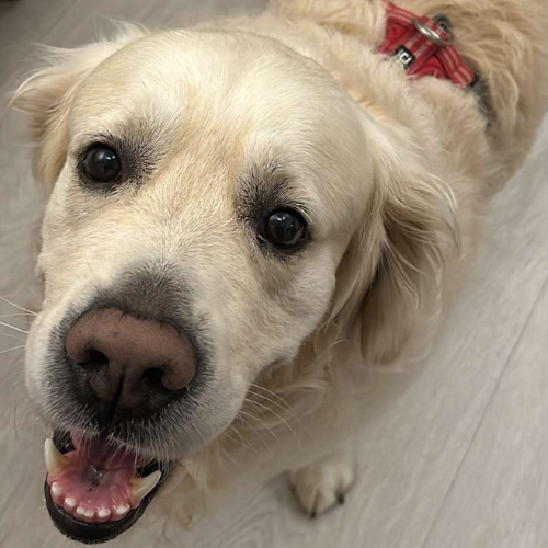 Paiko et sa propriétaire