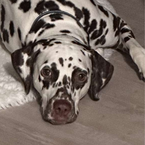 Mavis et sa propriétaire