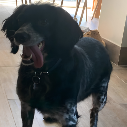 Jaya, chienne accompagnée par Canisphère