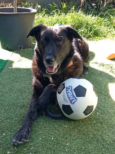 Rio, chien accompagné par Canisphère