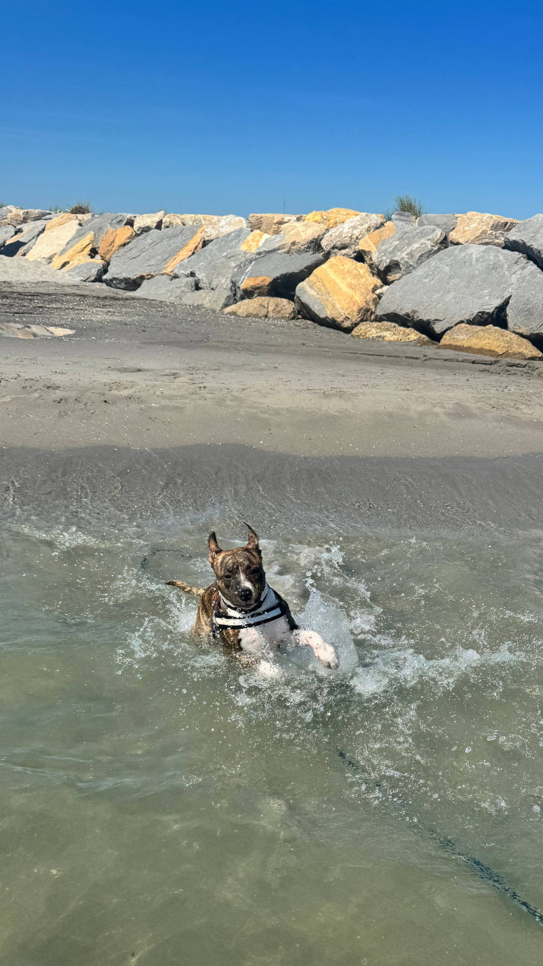 Balade Canisphere avec plusieurs chiens