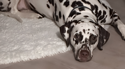 Mavis, Dalmatien