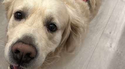 Paiko, Golden Retriever