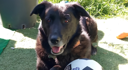 Rio, malinois croisé labrador