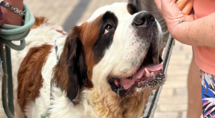 Sydney, Saint-Bernard